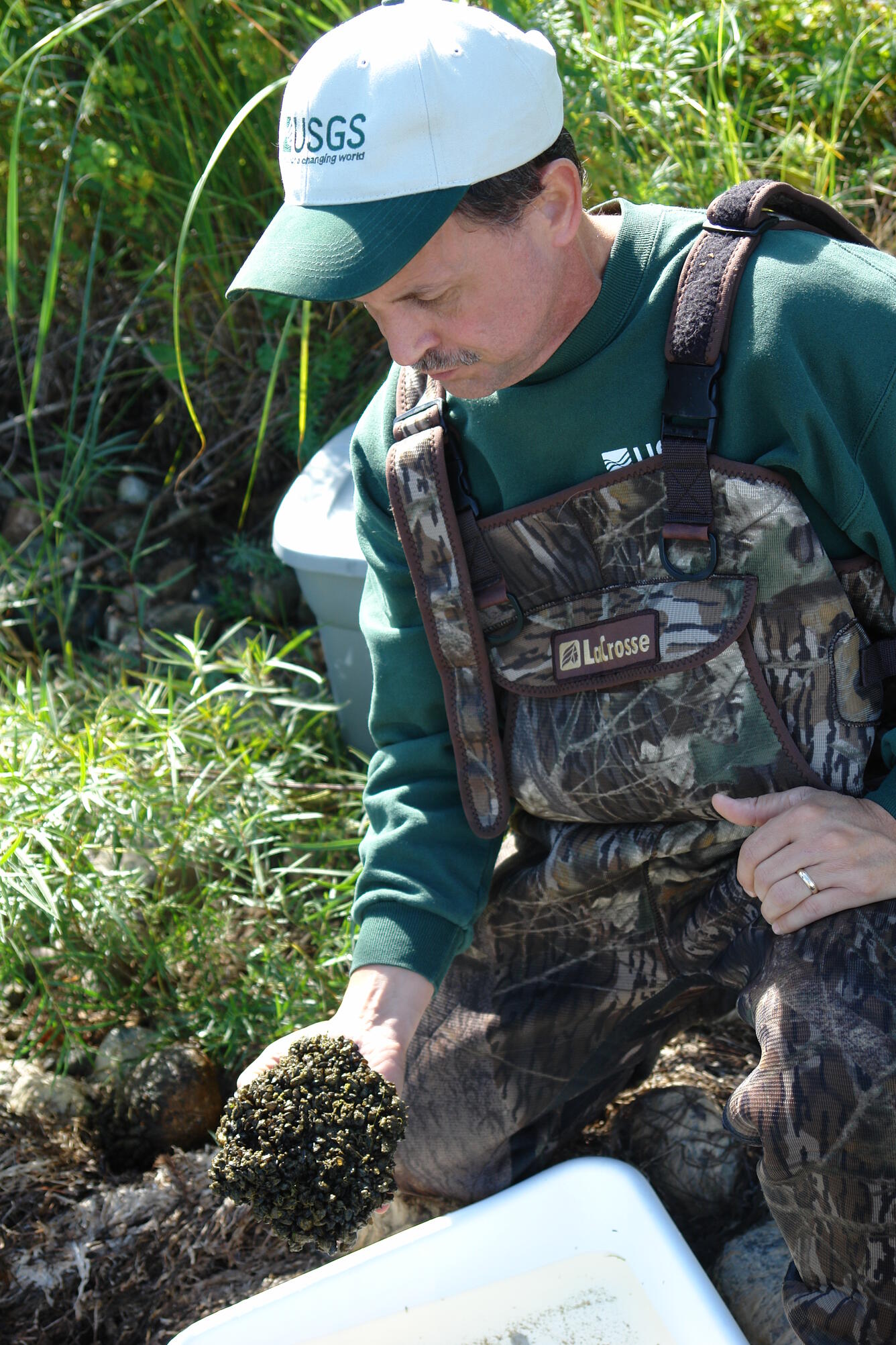 USGS Scientist Randy Hines with rock full of zebra mussels 