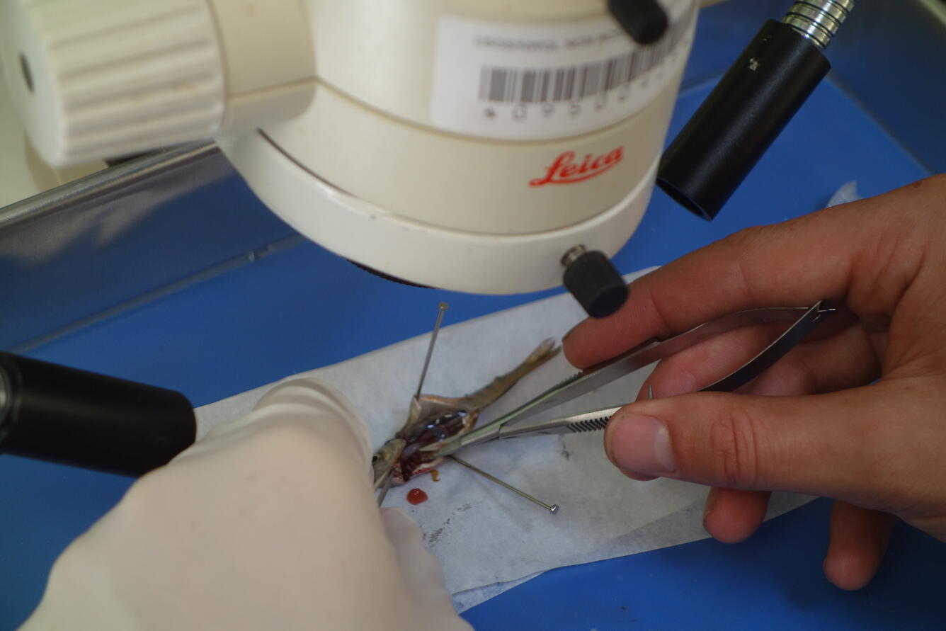 Fish examined during PNSQA ecological survey