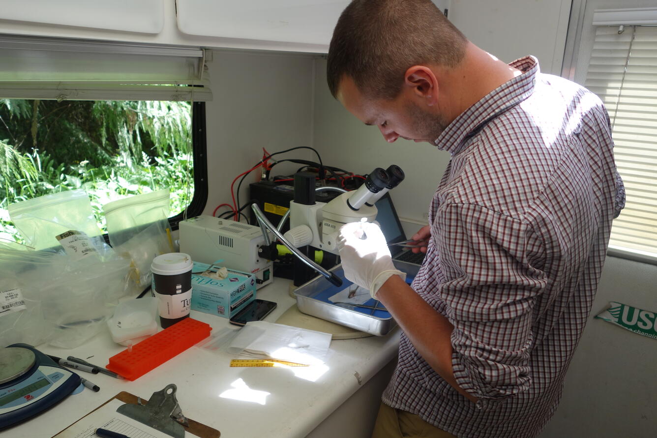 Analyzing fish sampled during PNSQA ecological survey
