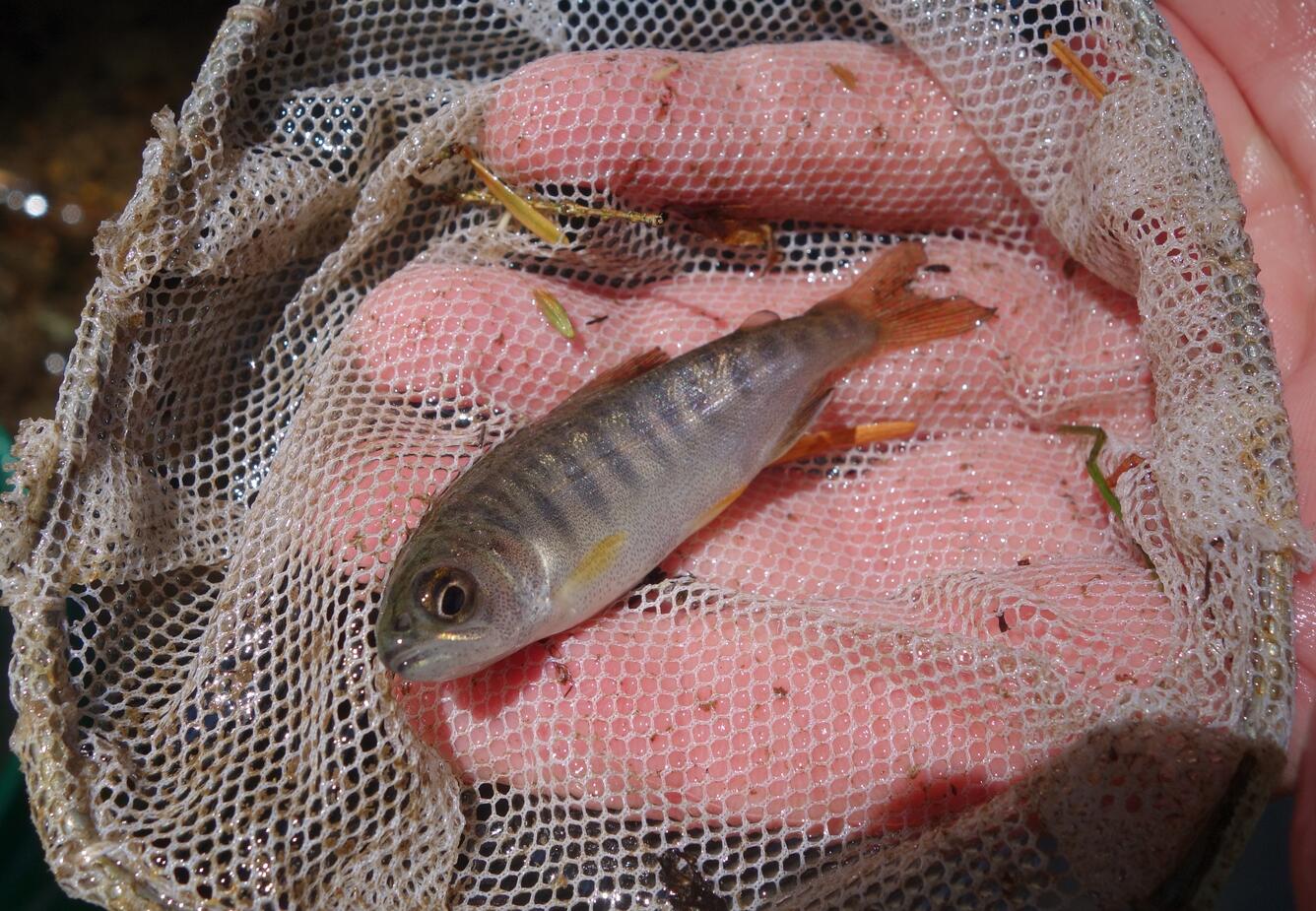 Fish examined during PNSQA ecological survey