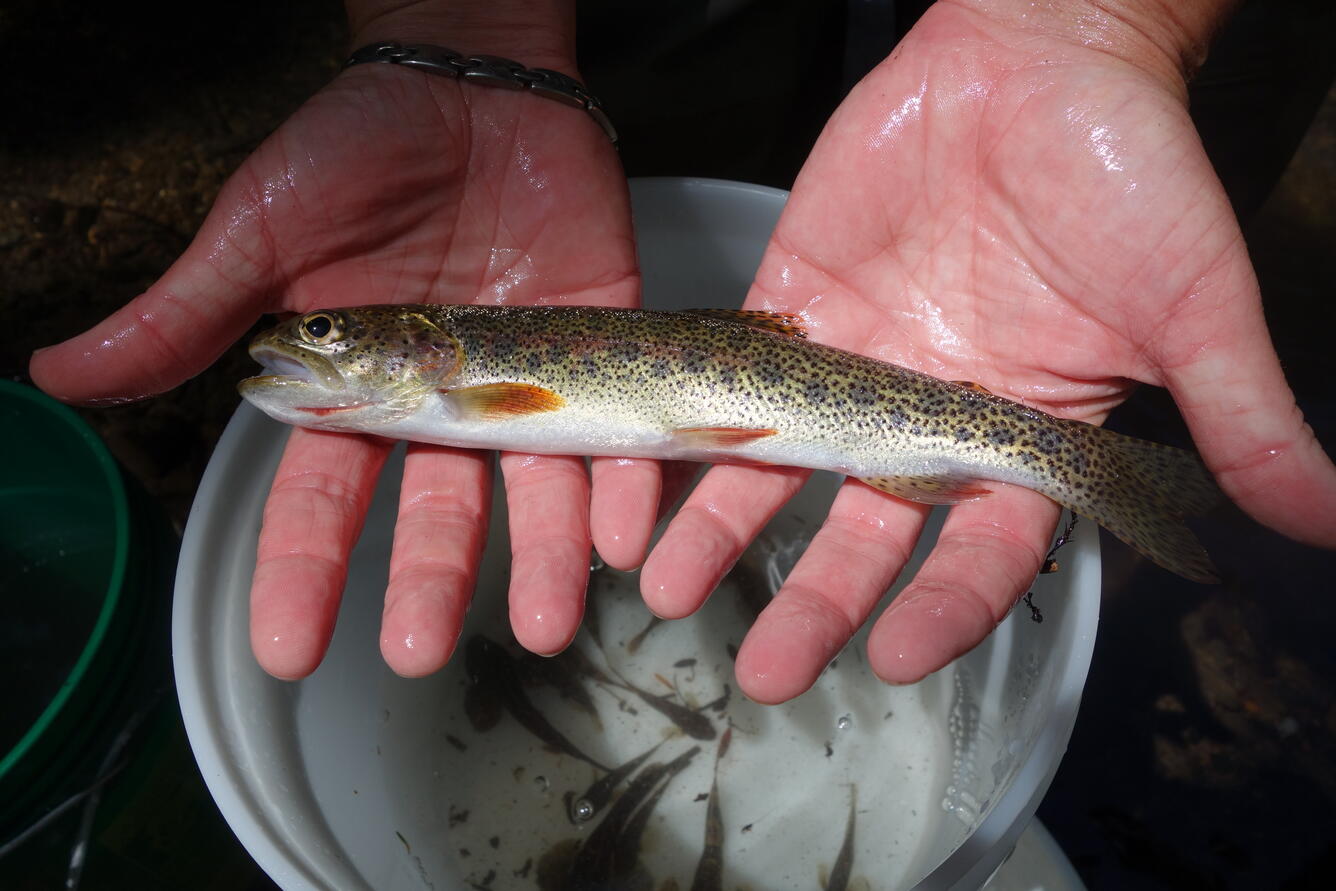 Fish examined during PNSQA ecological survey