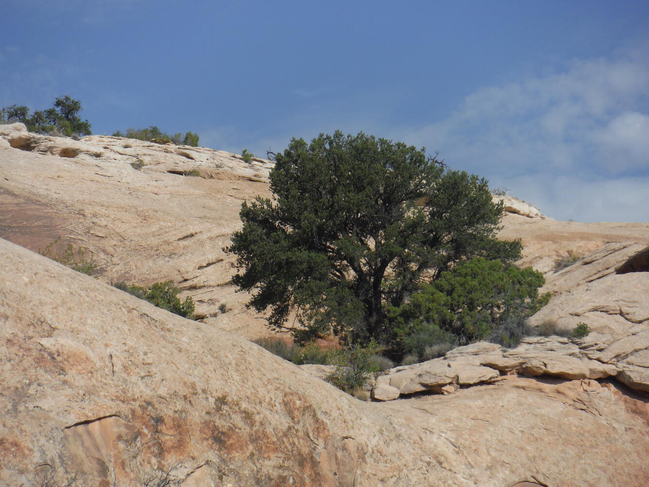 Pinyon pine and shrubs growing out of sandstone hill