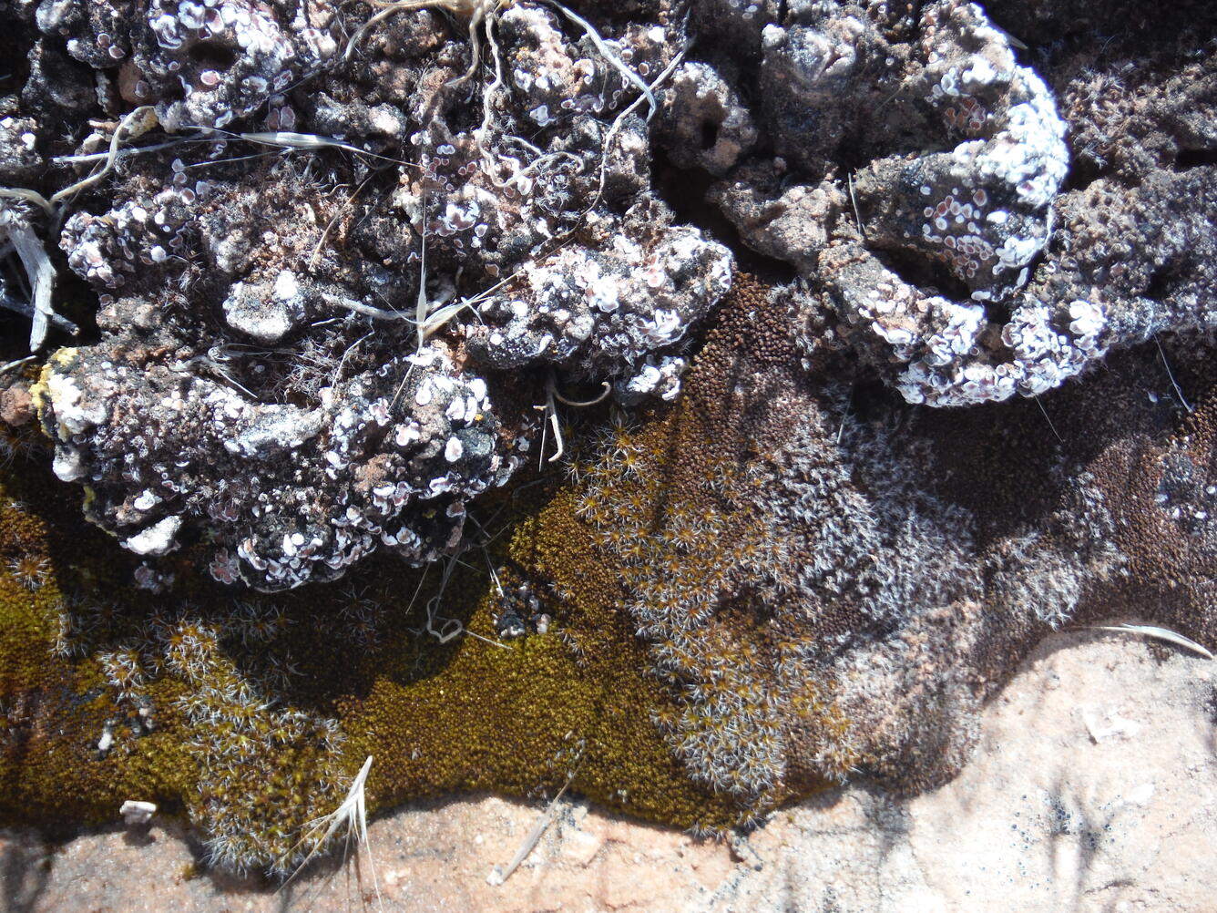 Biocrust close-up in Moab, Utah