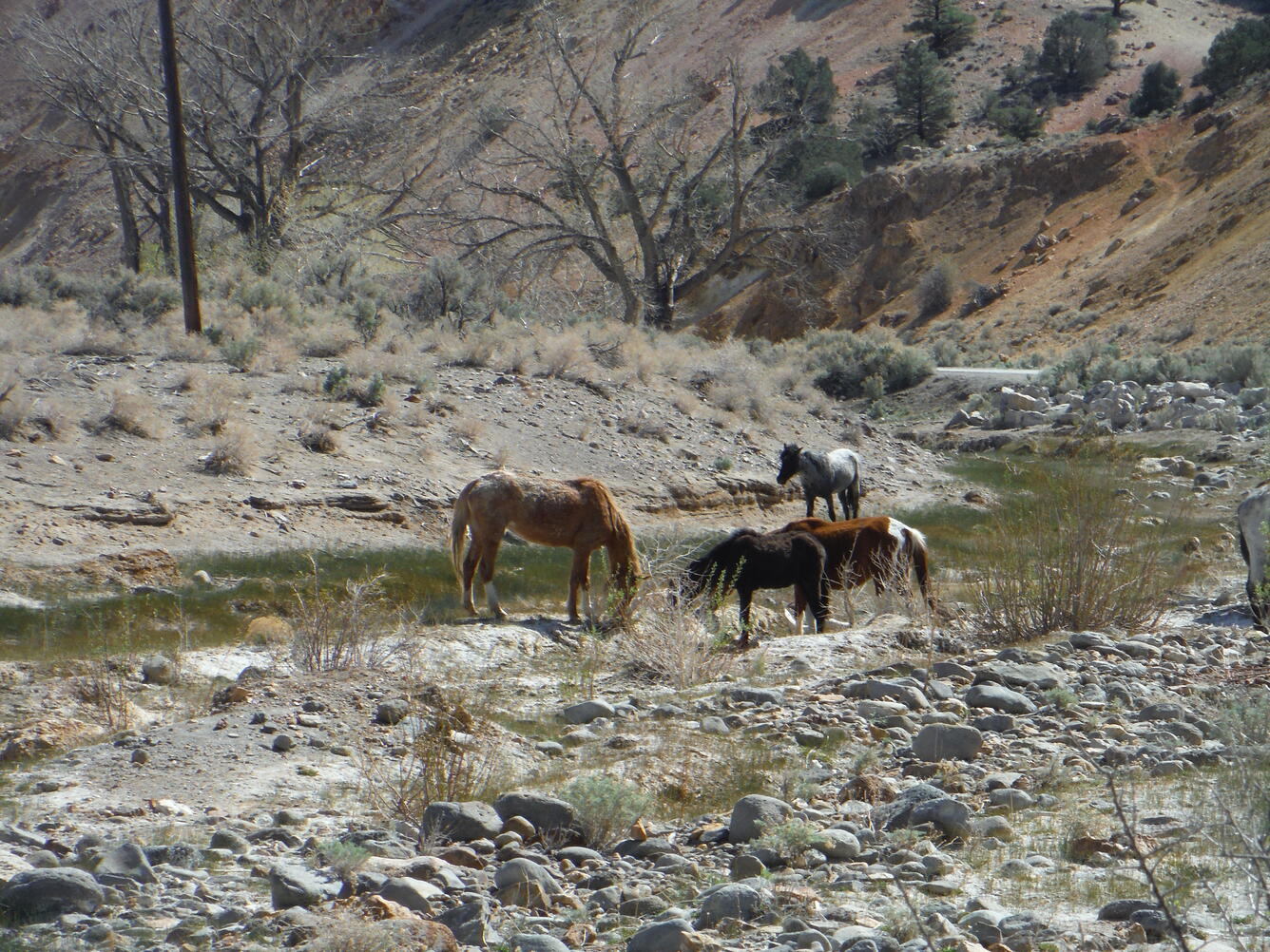 Wild horses searching for water in dry riverbed, northern Nevada