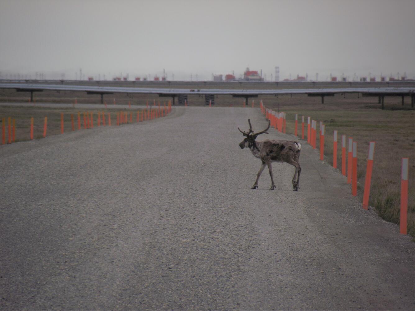 caribou crossing a road within the Kuparuk oil field, Alaska