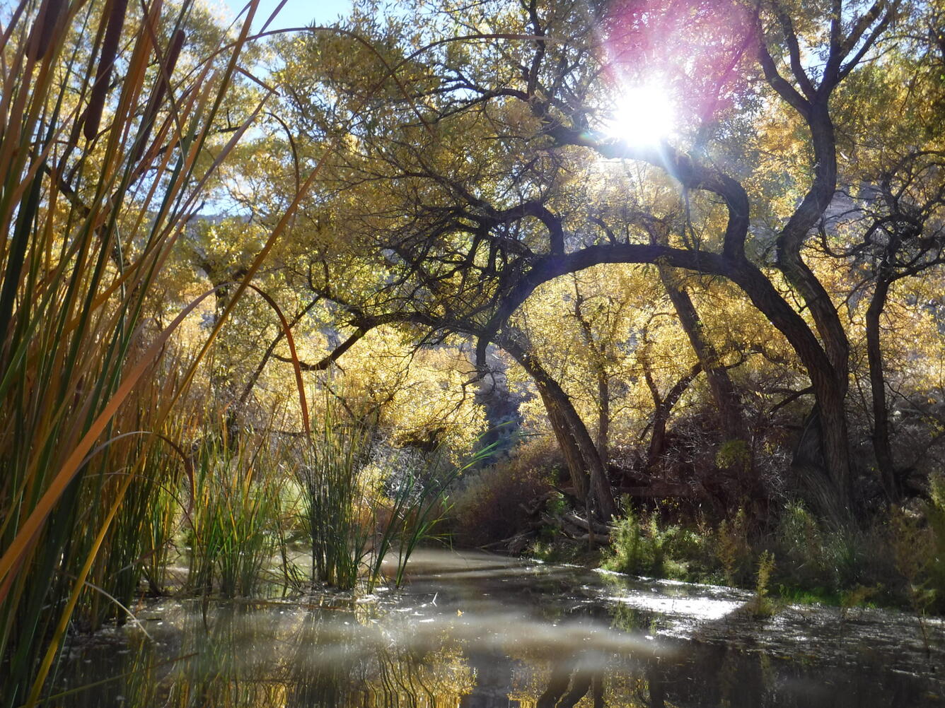 Meadow Valley Wash near Caliente, Nevada
