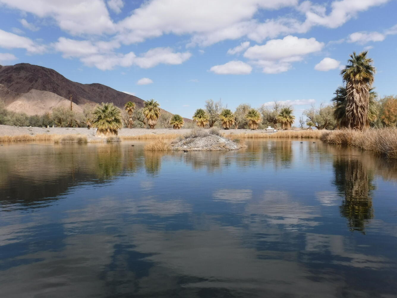 West Pond, Mojave National Preserve, Nev.