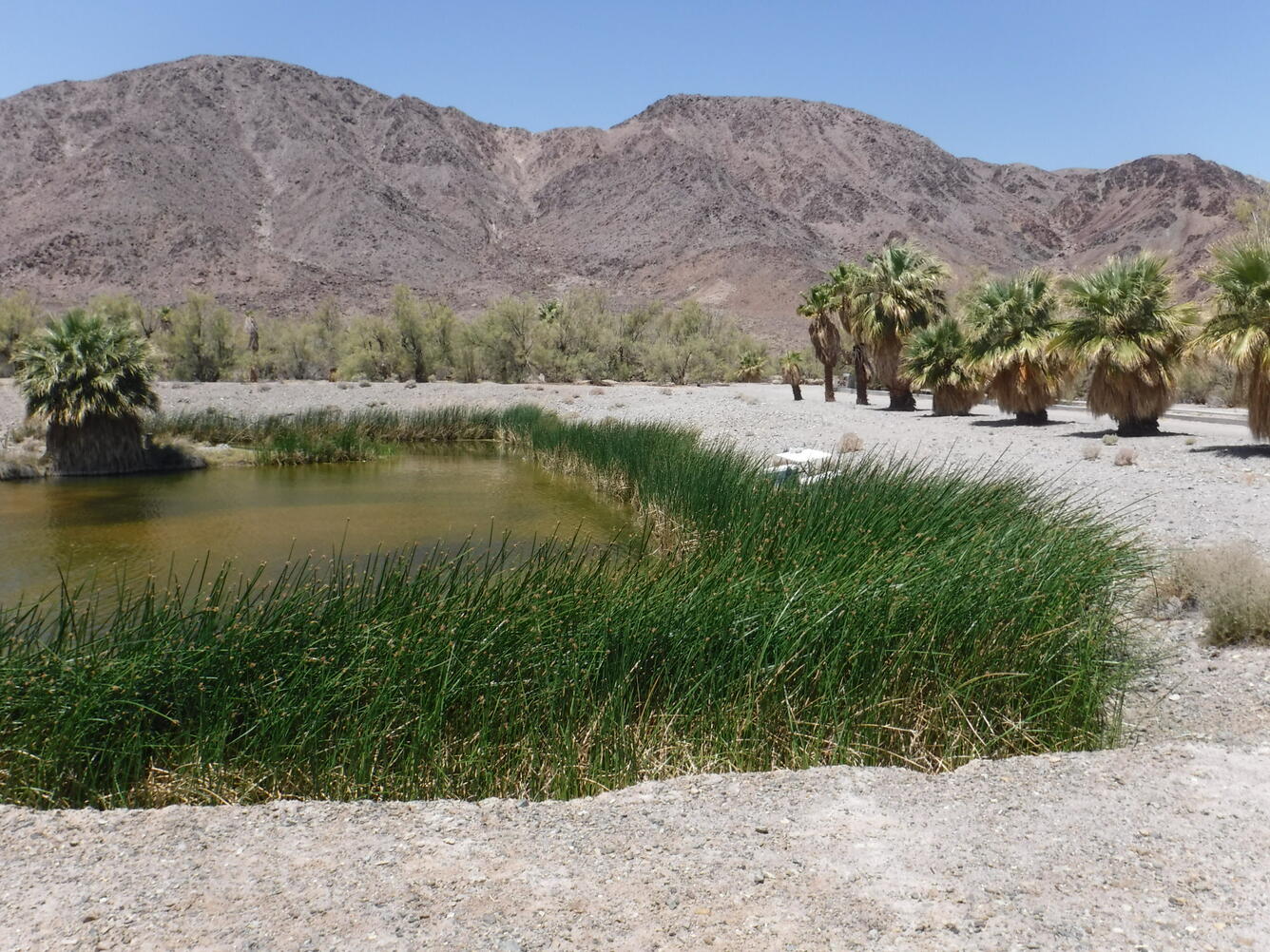 West Pond, Mojave National Preserve, Nev.