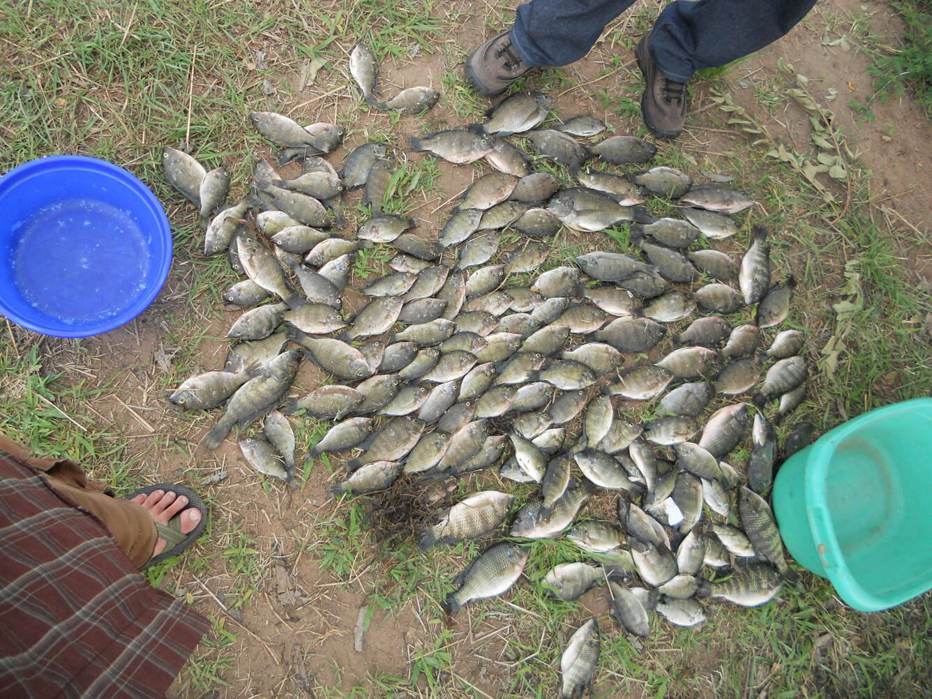 Tilapia harvest, Zambia