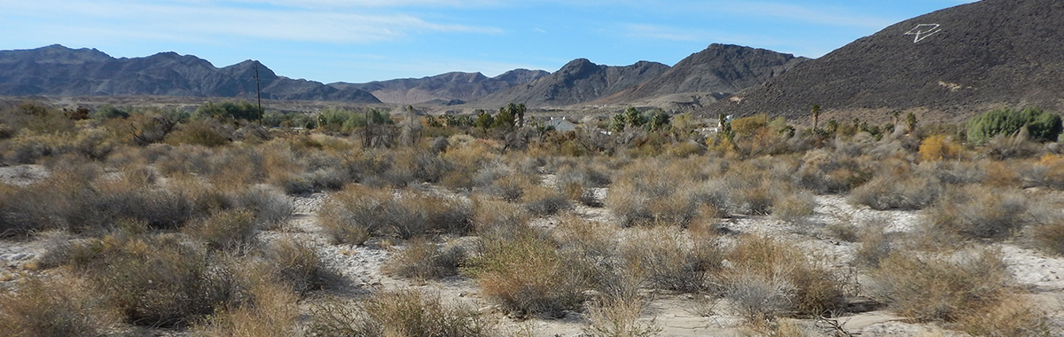 Shrubs near Shoshone, California