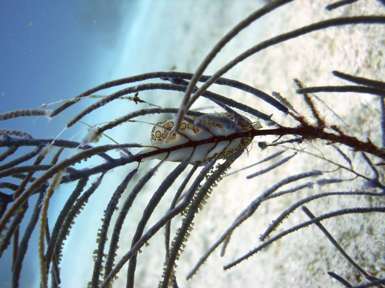 A mollusc rests on a sea fan