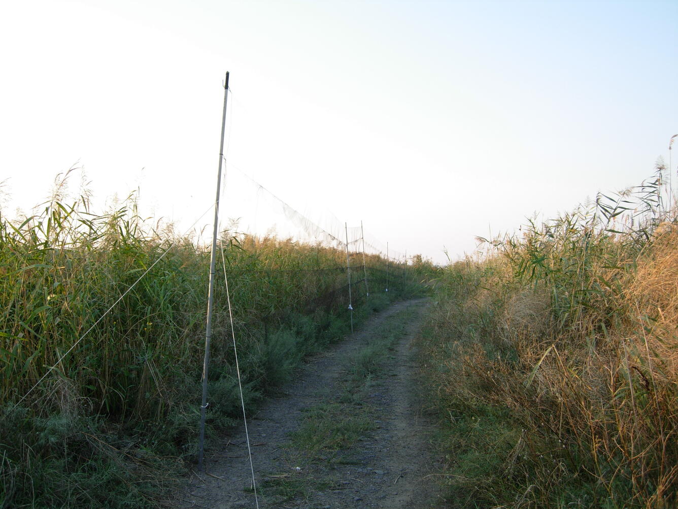 Mist Net in Marsh