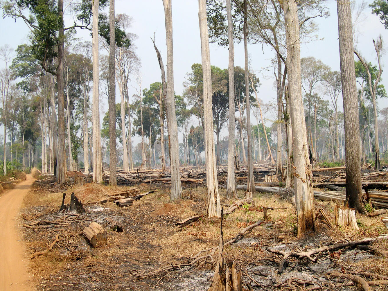 Illegal Logging Operation