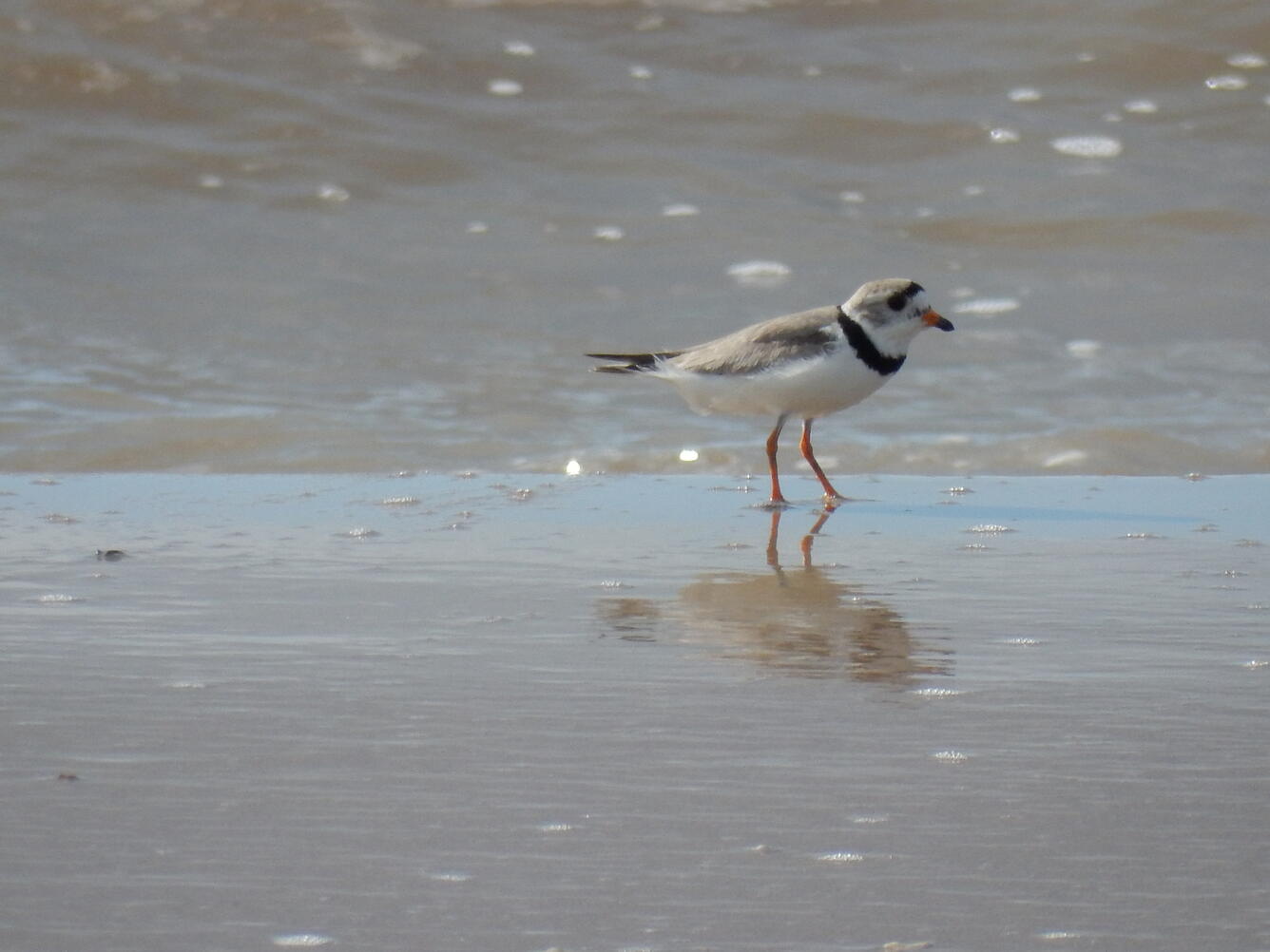 piping plover