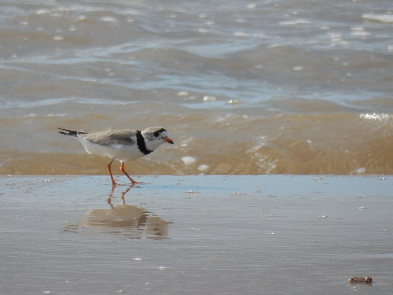 piping plover
