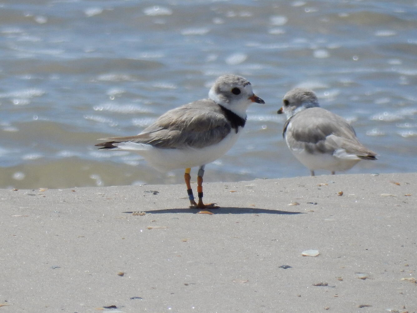 piping plover