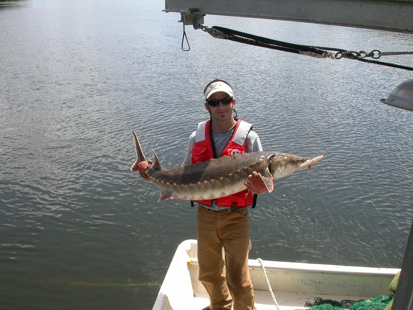 Researcher ready to return a tagged sturgeon to the river