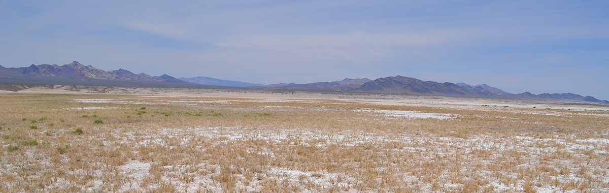 Sparse grasses near Shoshone, California