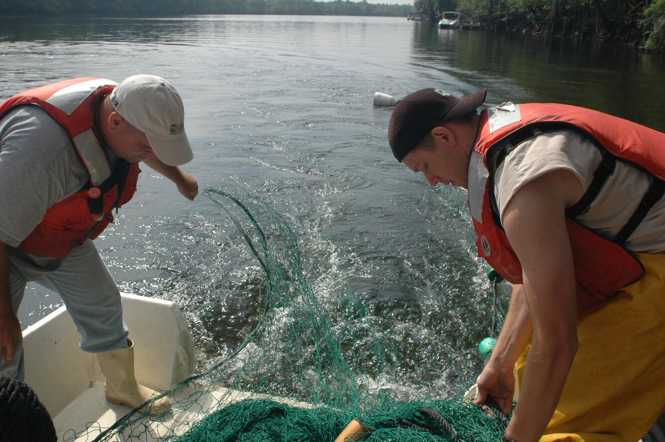 Researchers deploy a seine net for catching sturgeon