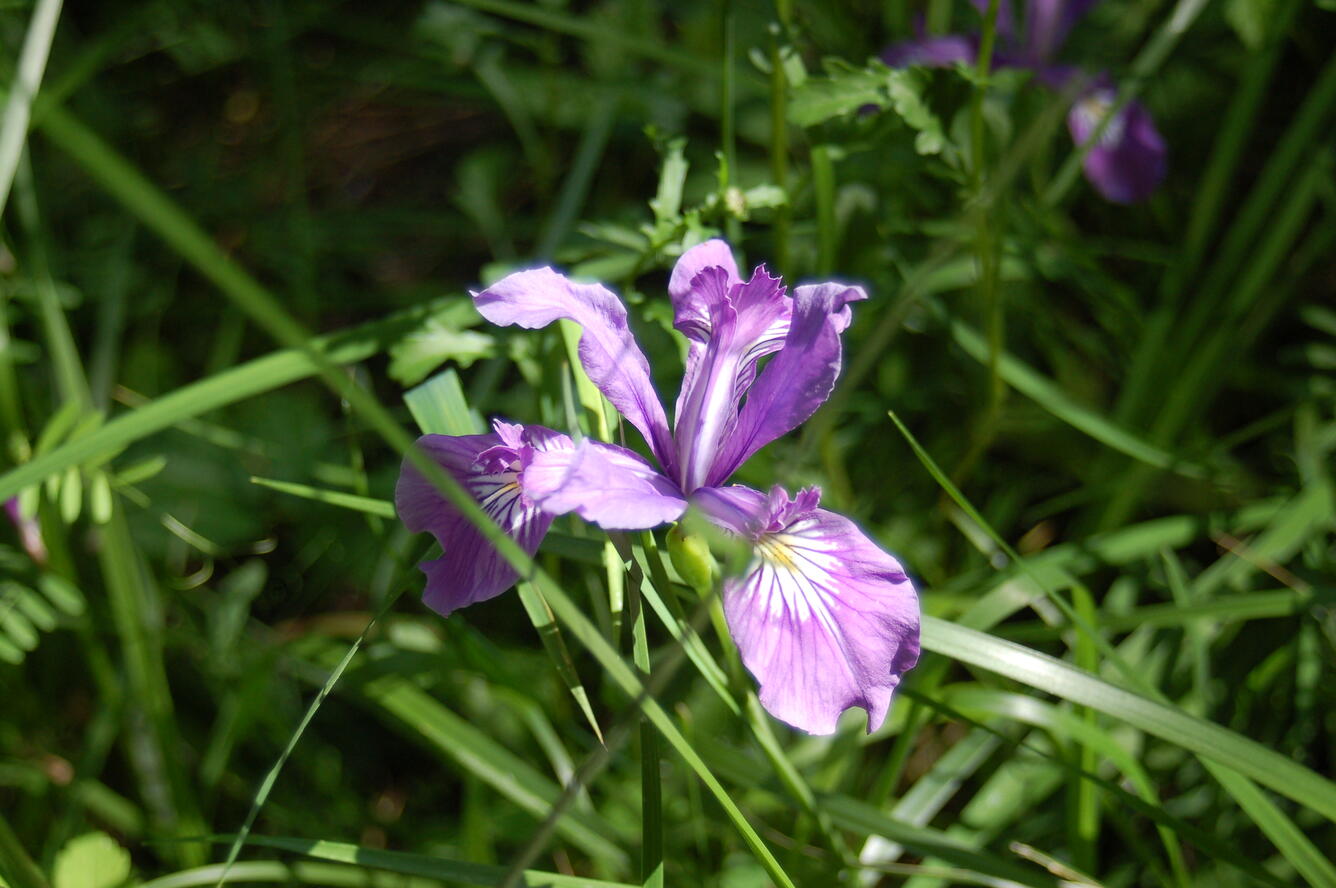 Oregon iris
