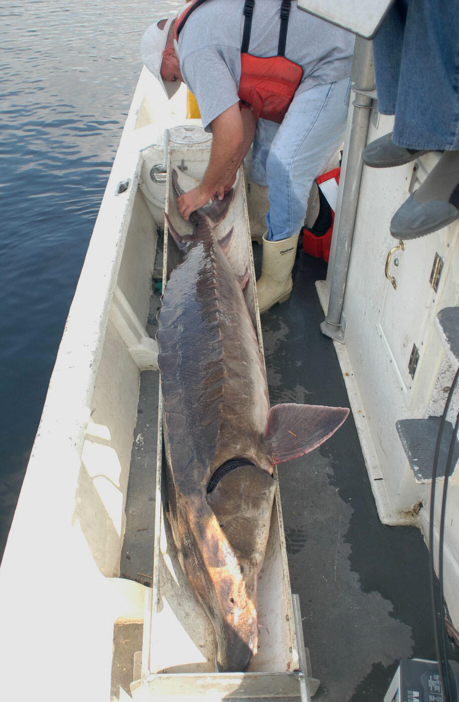 Measuring the length of a Gulf sturgeon