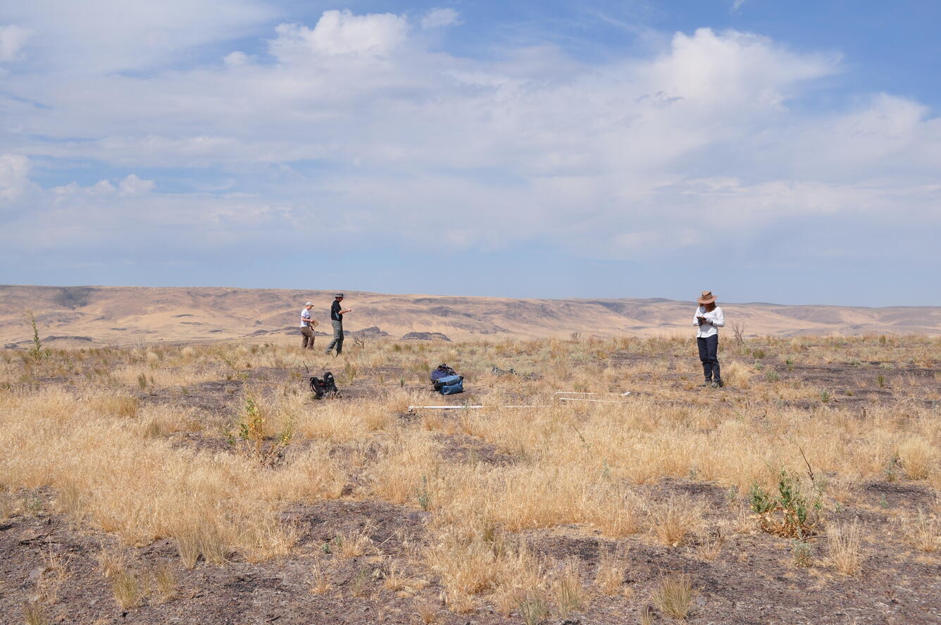 USGS employees survey vegetation on soda fire burned area