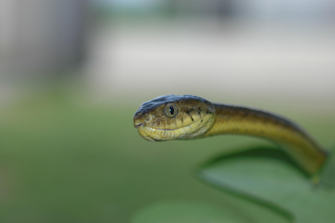 A close up of a browntreesnake.