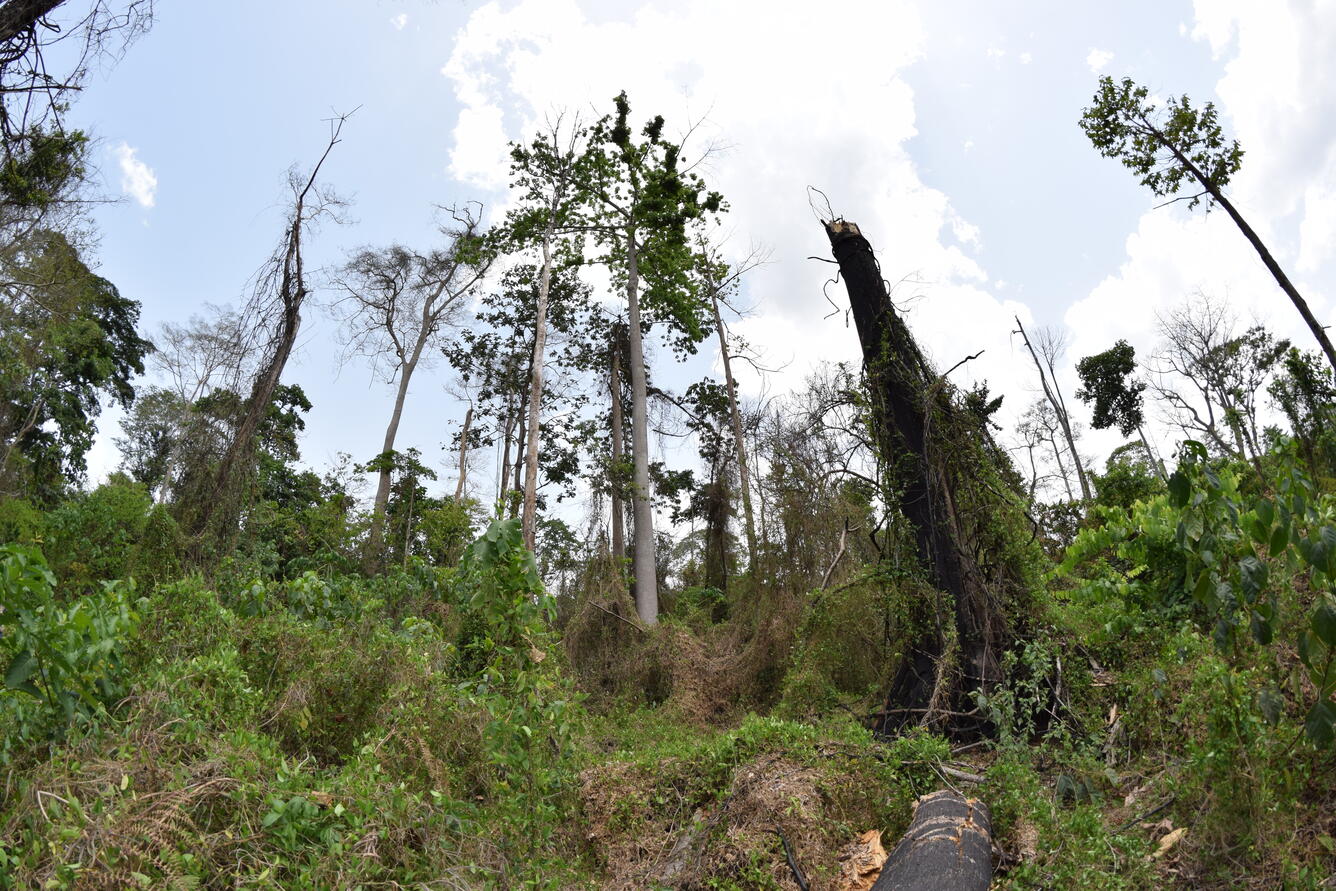 Color photo of Asukese forest reserve in Ghana
