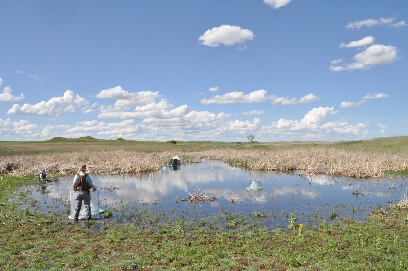 Scientists work on insect traps in the Prairie Pothole region of North Dakota.