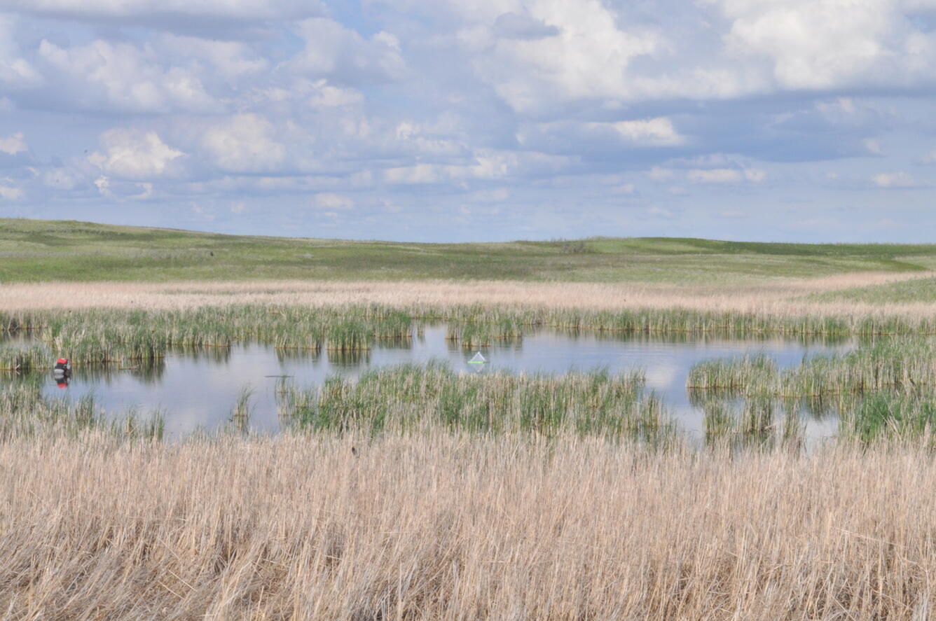 Insect traps in the water in the Prairie Pothole region of the U.S.