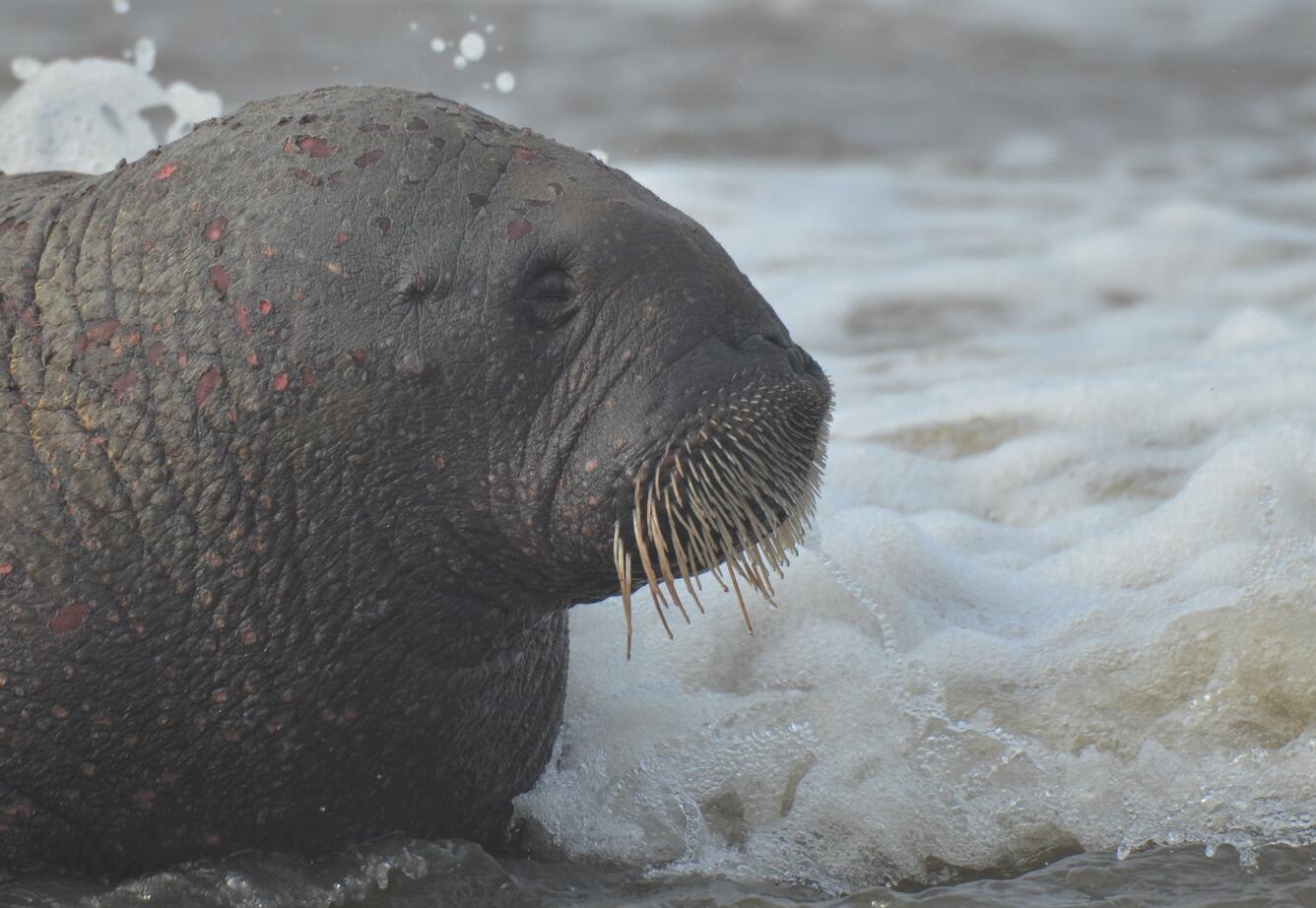 Close up of solitary walrus calf with skin lesions, Alaska