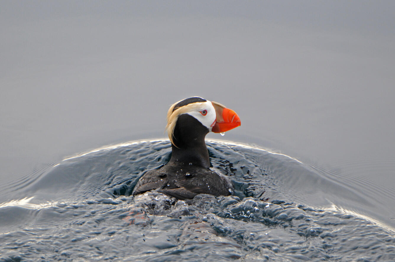Tufted Puffin, the species most affected by a recent seabird die-off in the Pribilof Islands, AK