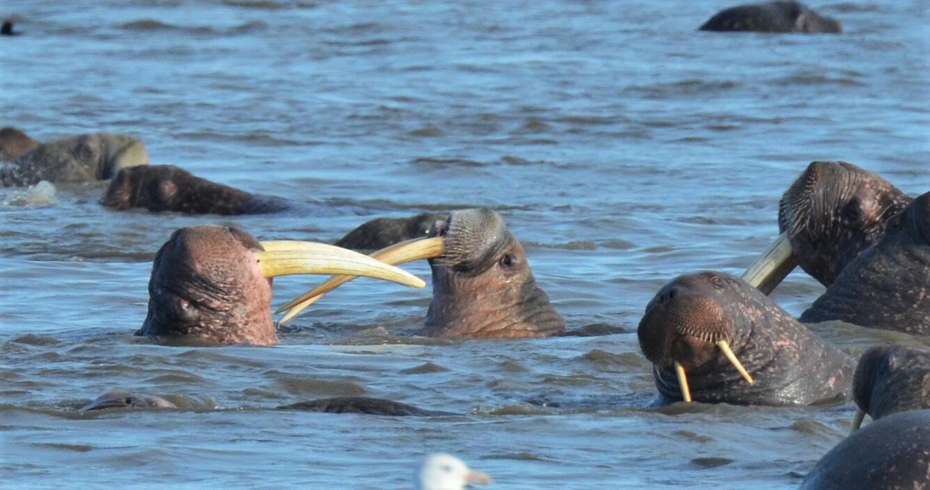 Pacific walruses jousting with their tusks, Alaska