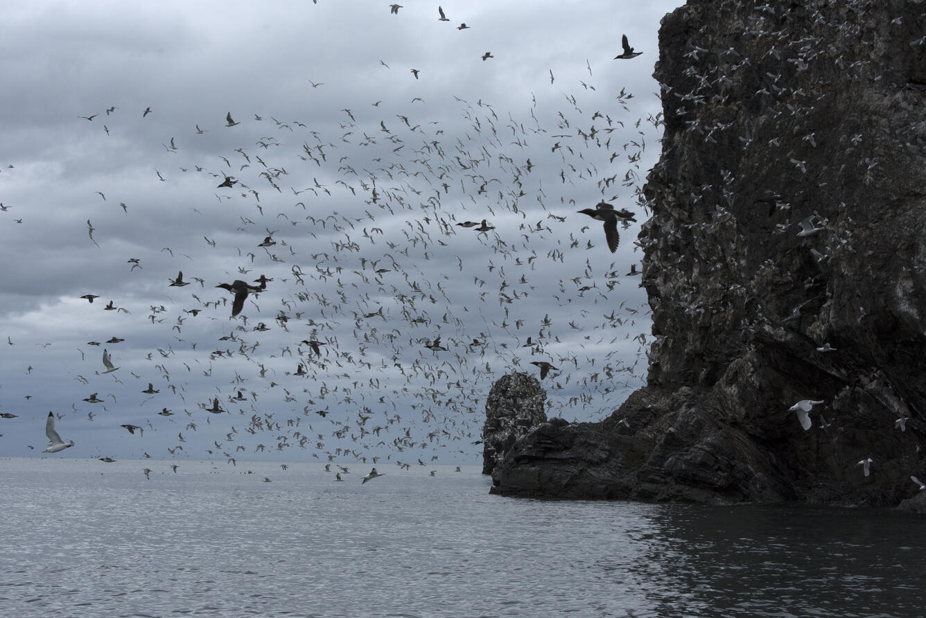 Black-legged Kittiwakes and Common Murres flush from a Bald Eagle at their breeding colony at Gull Island, Alaska