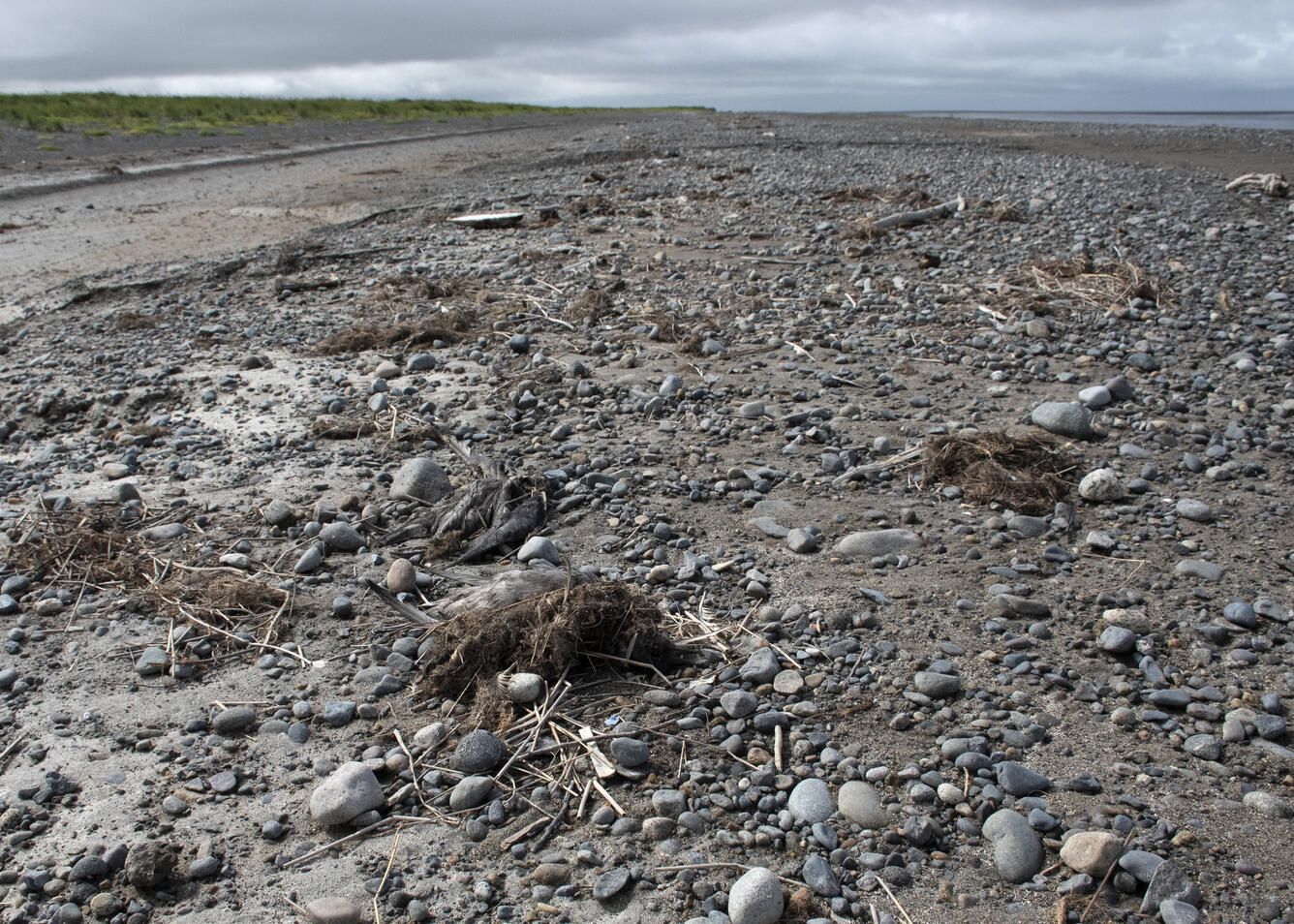 Short-tailed Shearwater carcasses and debris on beach in Bristol Bay