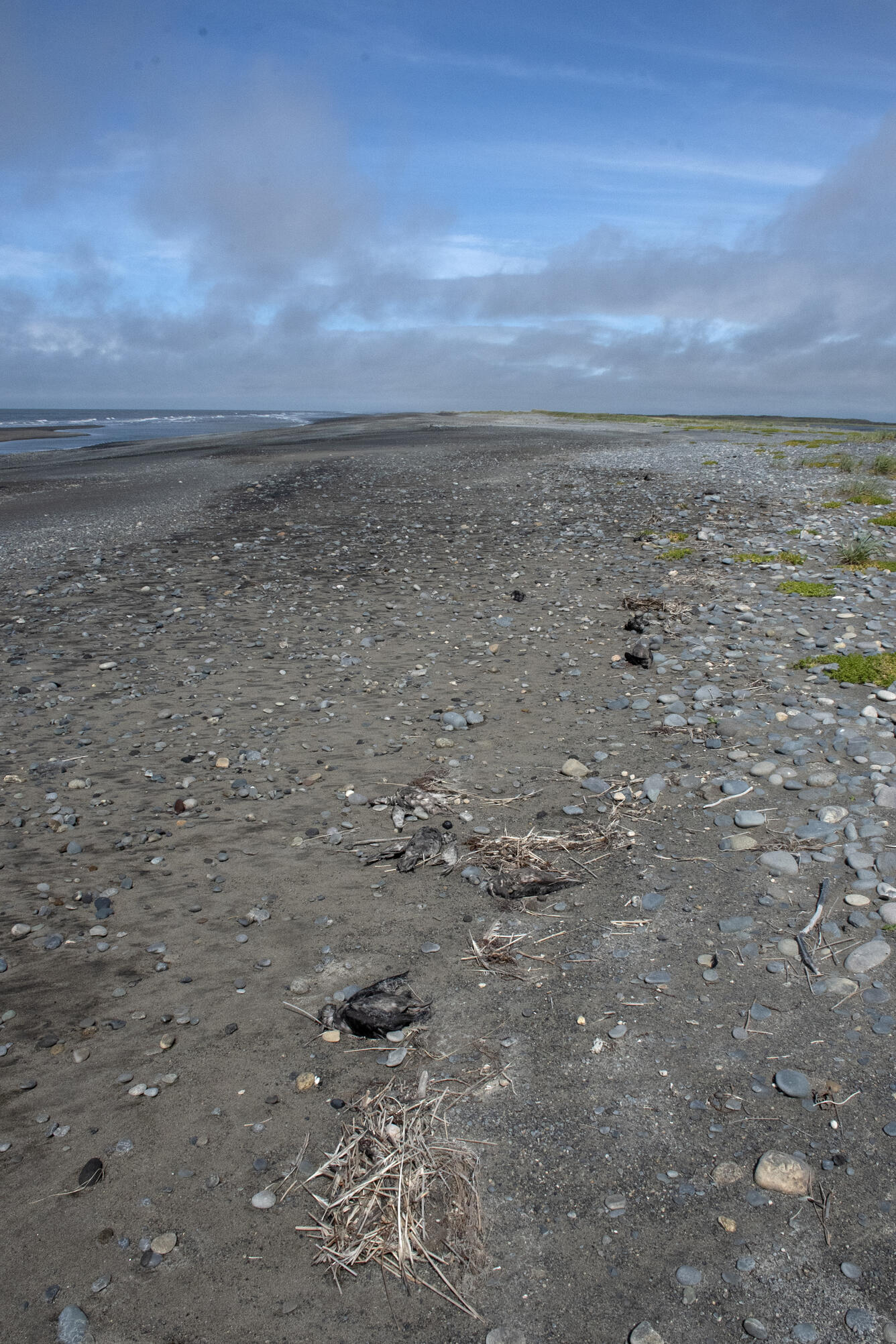 Short-tailed Shearwater carcasses on beach in Bristol Bay, Alaska