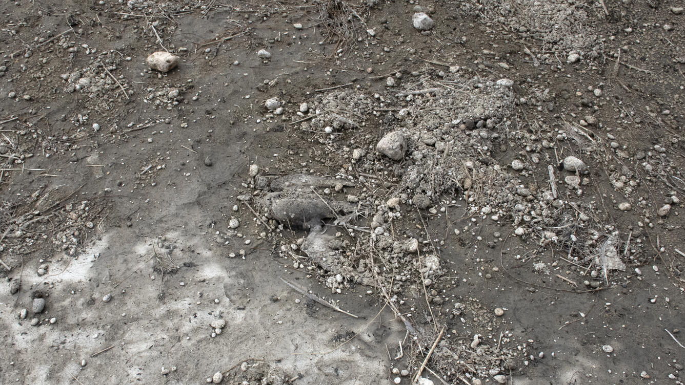 Short-tailed Shearwater carcass on beach in Bristol Bay, Alaska