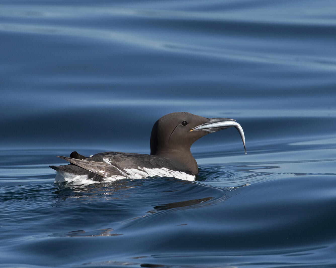 A Common Murre holds a Pacific sand lance near Gull Island, Alaska