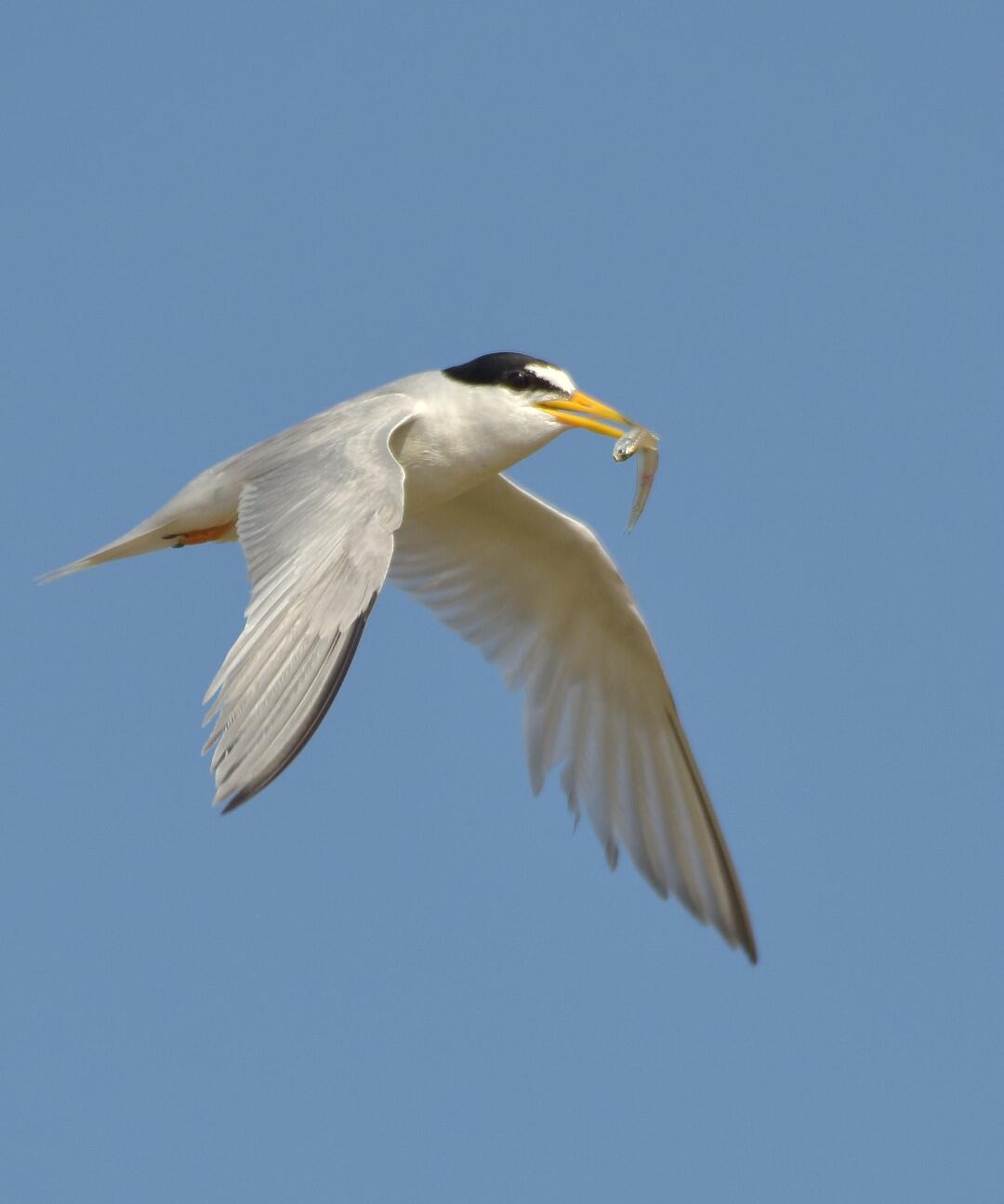 Least Tern