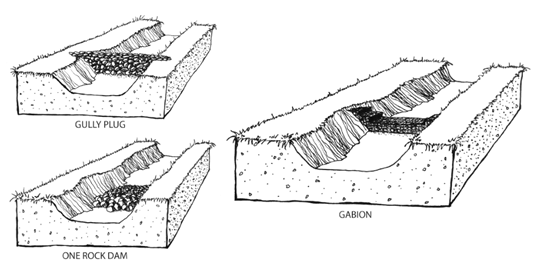 Drawings by Chloé Fandel, Graduate Student at the University of Arizona