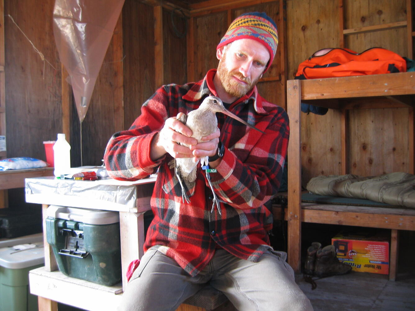 Dan Ruthrauff in a cabin holding a Bar-tailed Godwit shorebird.  The bird has two bands on its left leg.
