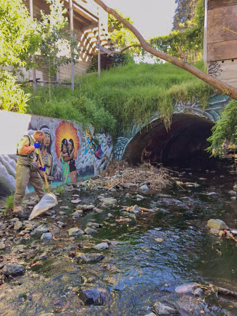 Biological sample collection at urban creek in California