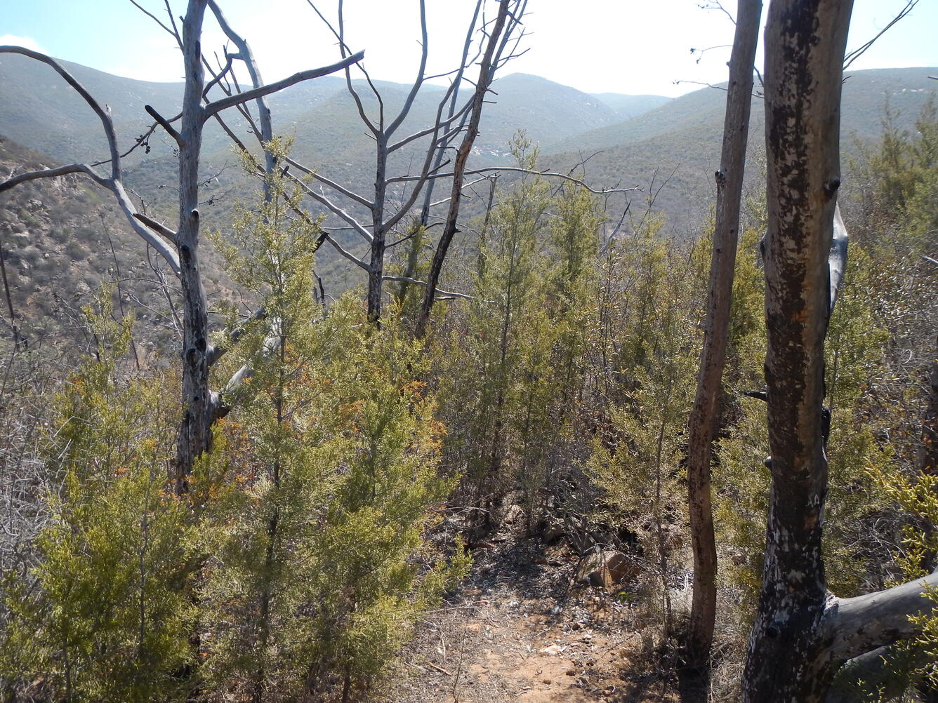 Tecate cypress regeneration in a burned stand