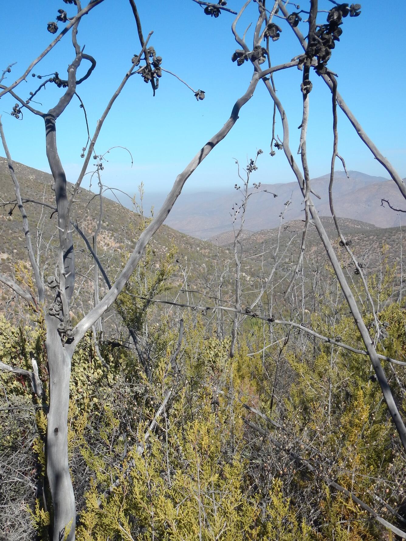 Tecate cypress regeneration, showing open and charred cones on the branches of a dead cypress