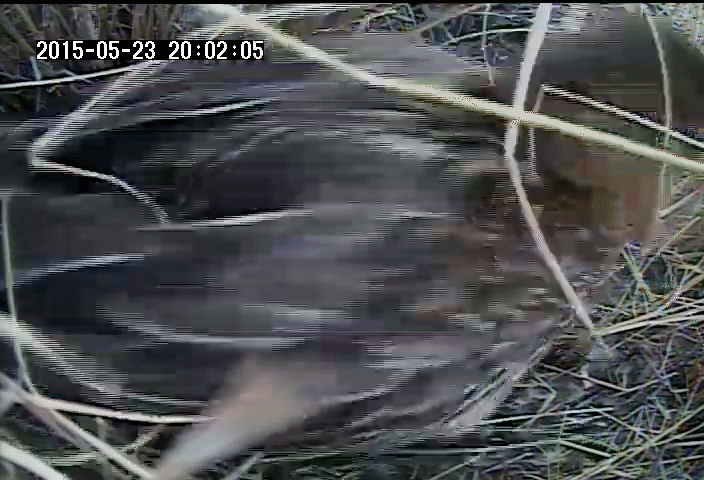 A mother duck uses her beak to cover her eggs with down and vegetation during the day, then leaves the nest