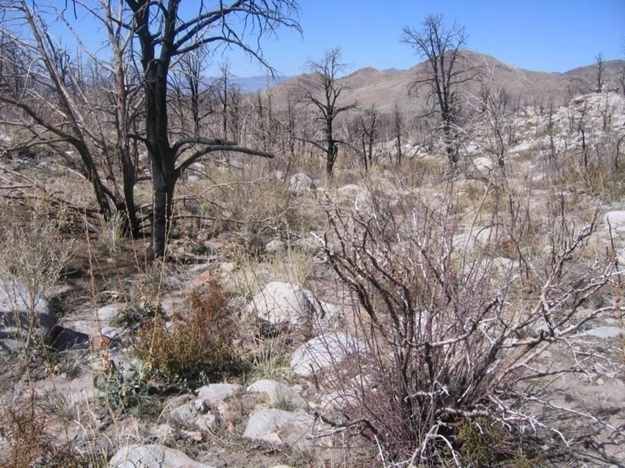 Photo of a high-elevation, burned landscape in the Mojave desert