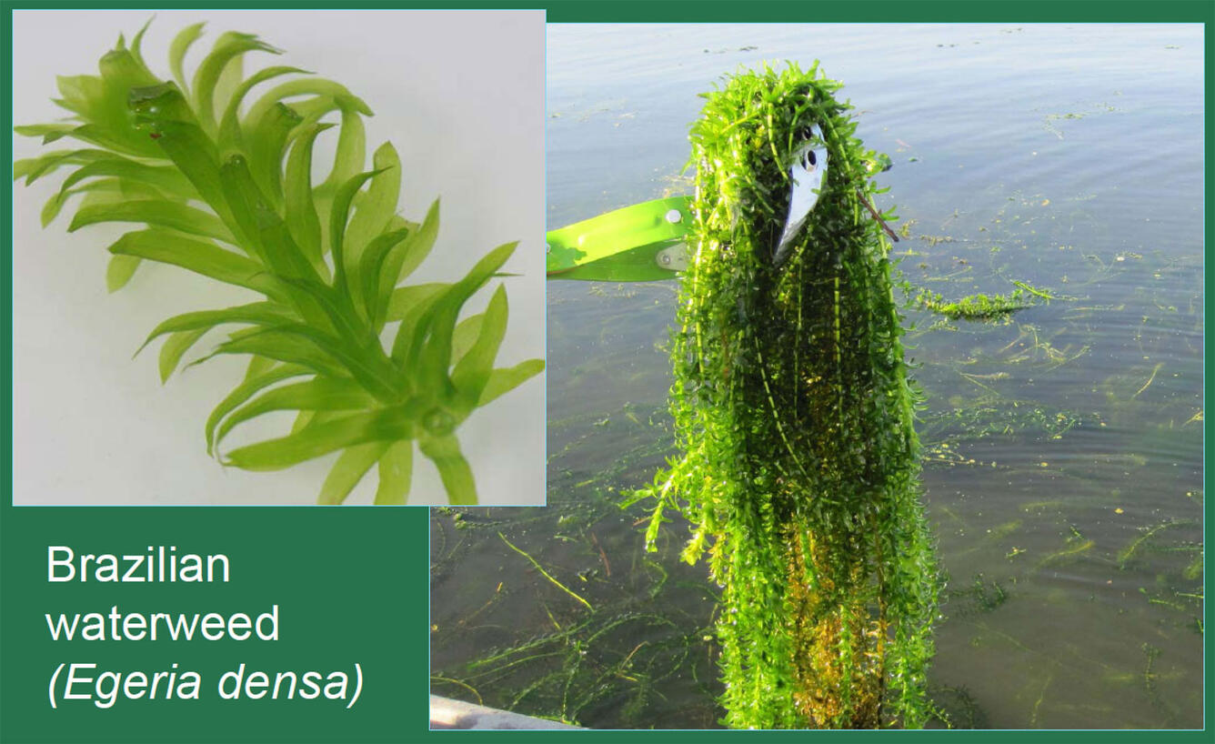 Photo shows a very large, dense clump of weeds that grow in water picked up with a hook, plus a close-up photo of the plant.