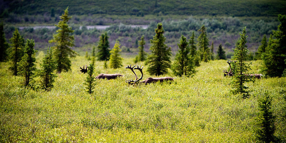 Caribou, Denali National Park