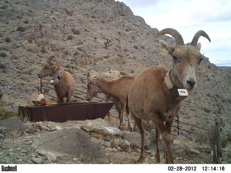 bighorn sheep 