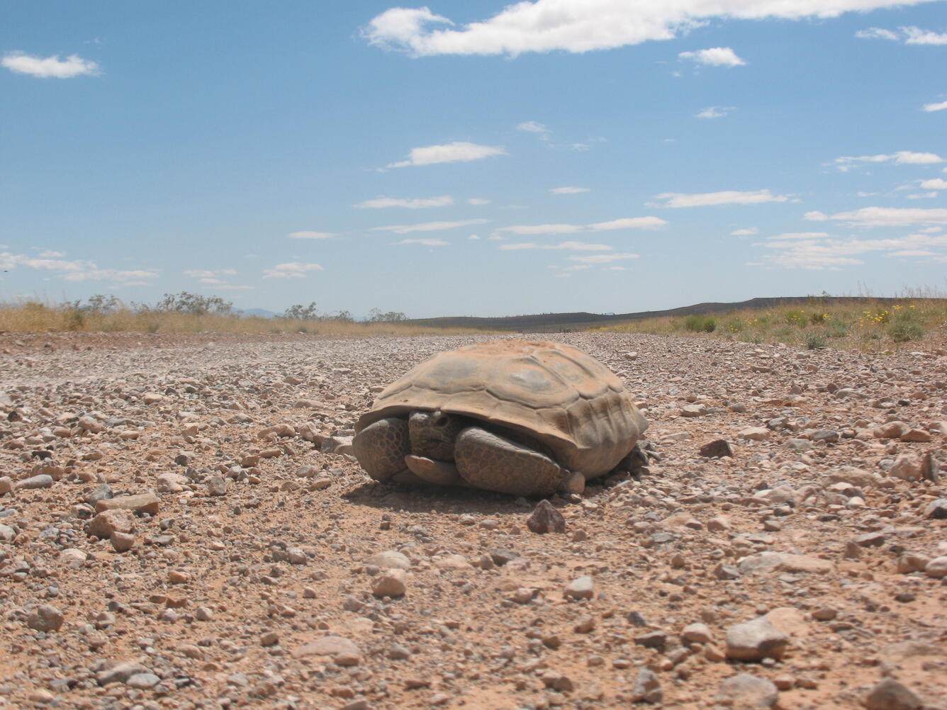 Desert Tortoise on road WERC